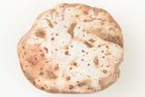 Fossil Phytosaur Scute - New Mexico #192902-1